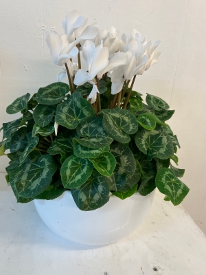 Red Cyclamen