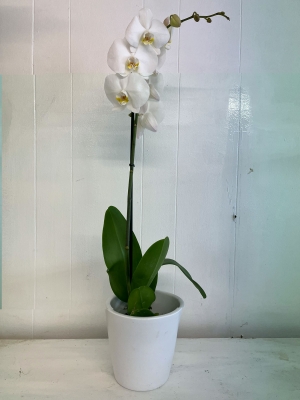 Orchid in ceramic pot