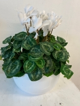 Red Cyclamen