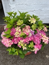 Pink Hydrangea Arrangement