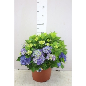 Blue Hydrangea Arrangement