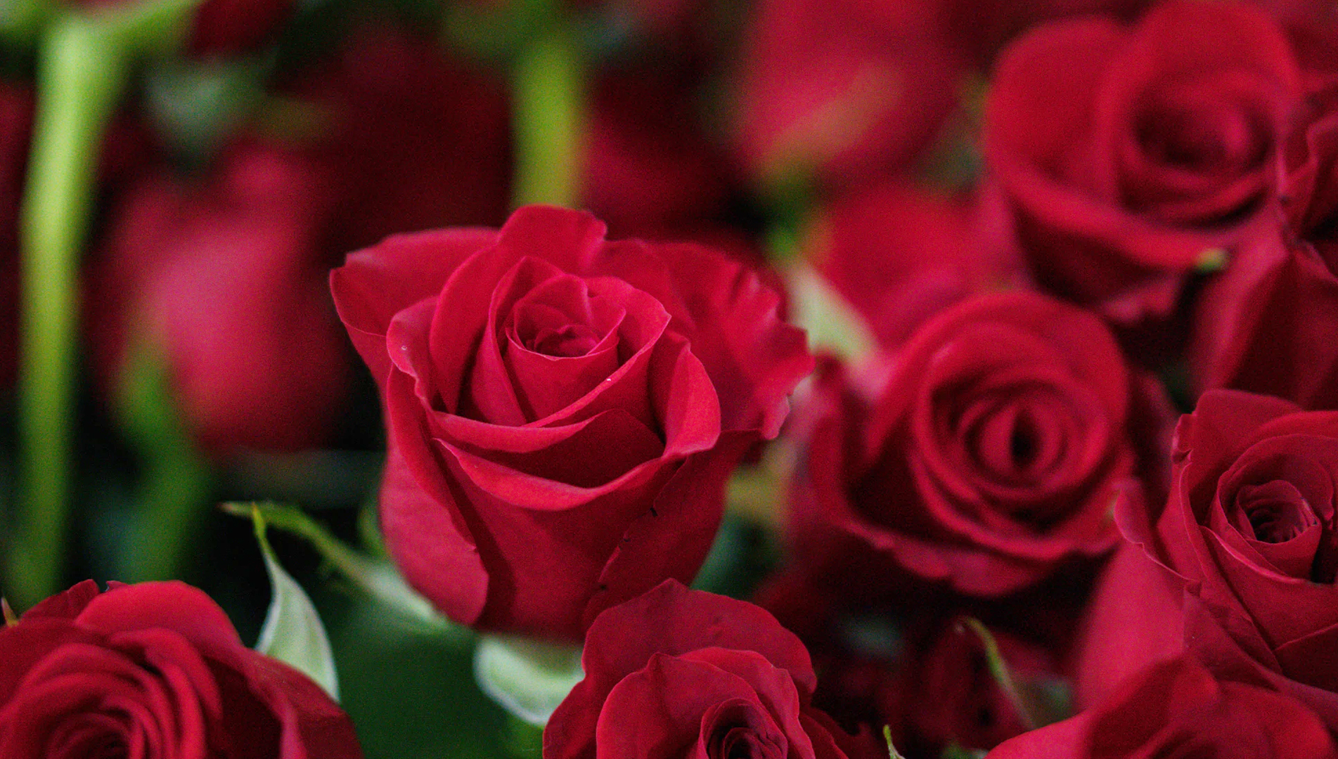 Florist in Windsor free delivery to SL4 Ascot Flowers of Windsor